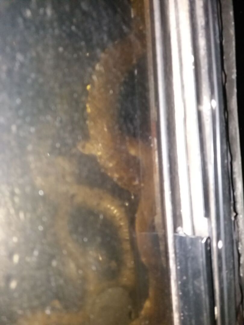 Этой дождливой ночью к нам в окно заглянула очередная змея