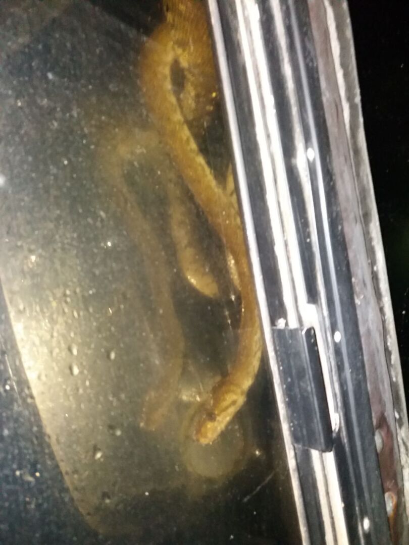 Этой дождливой ночью к нам в окно заглянула очередная змея