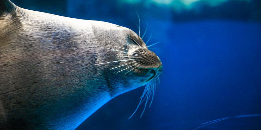 Животные спасшие людей. Тонущий писатель и Морской лев