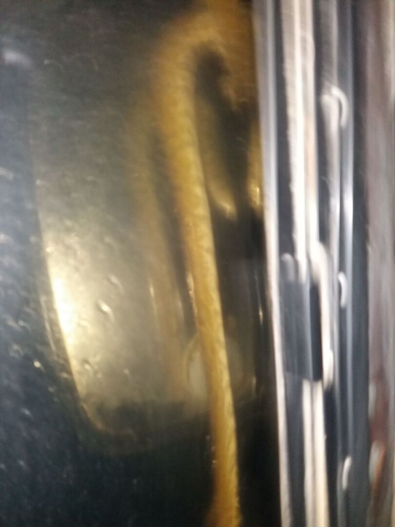 Этой дождливой ночью к нам в окно заглянула очередная змея