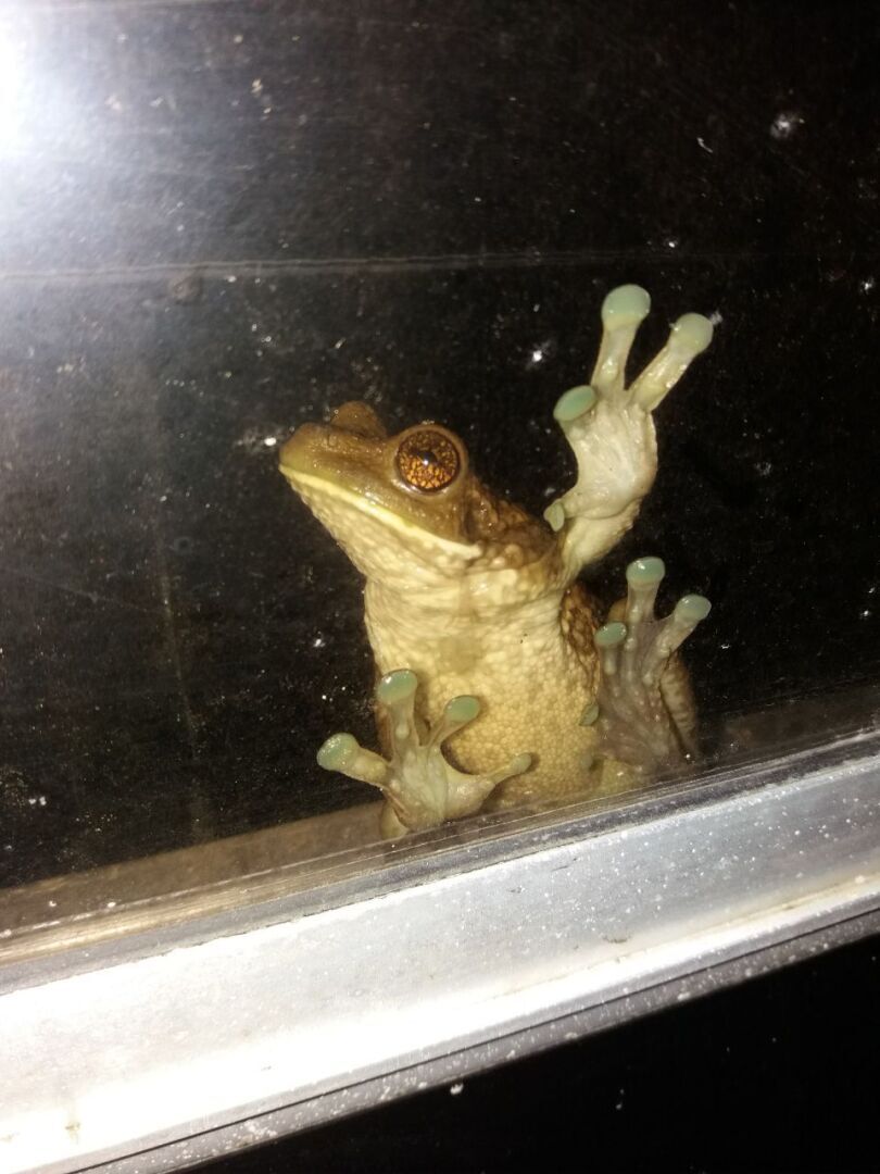 Этой дождливой ночью к нам в окно заглянула очередная змея