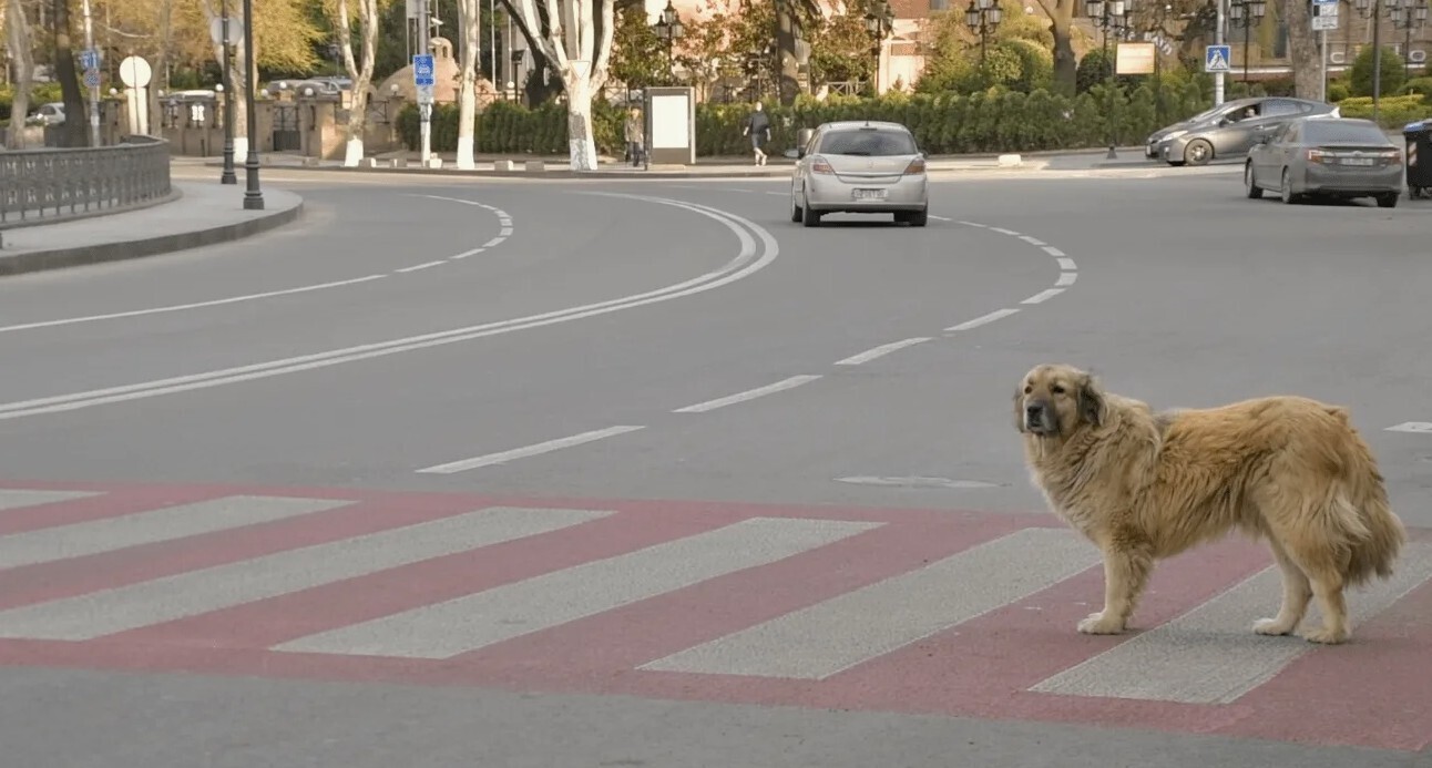 St✭r ЫЙ⤵️. Вопрос юридическому сообществу и прочим знатокам ПДД. Является ли ёжик участником дорожного движения? Информация к размышлению.