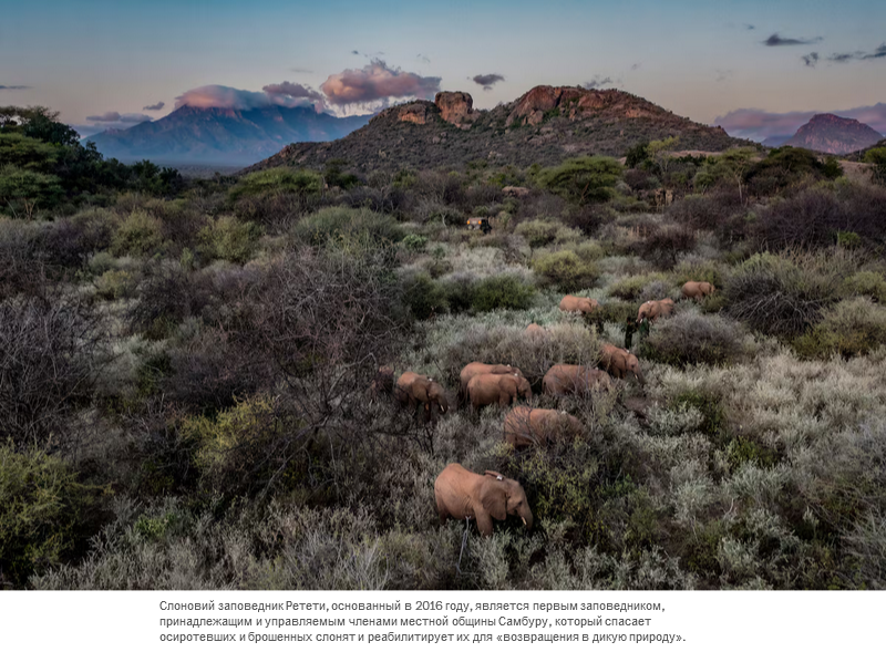 Осиротевшие в младенчестве слоны вернулись в дикую природу со слезами на глазах