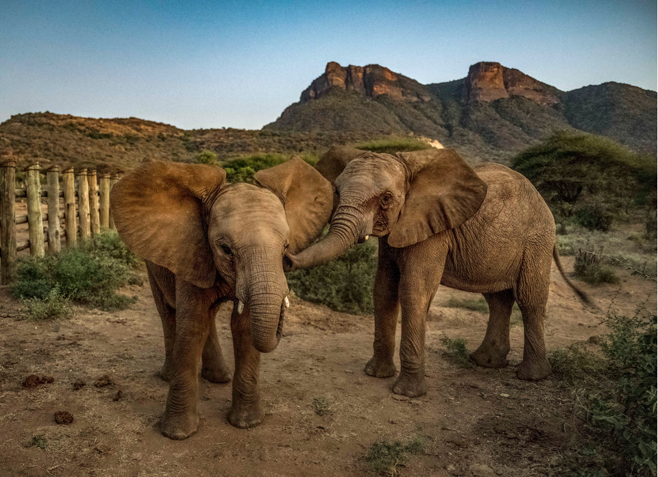 Осиротевшие в младенчестве слоны вернулись в дикую природу со слезами на глазах