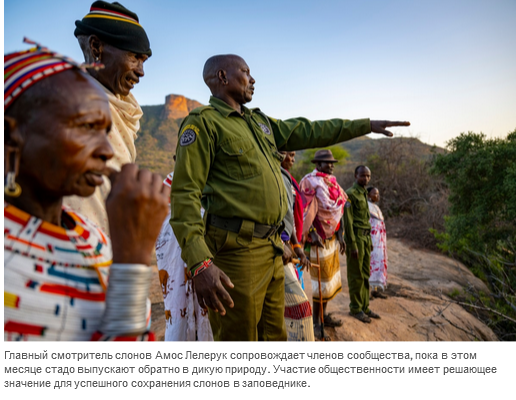 Осиротевшие в младенчестве слоны вернулись в дикую природу со слезами на глазах