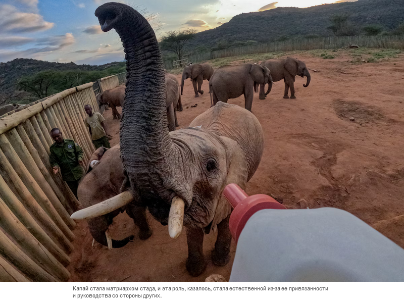 Осиротевшие в младенчестве слоны вернулись в дикую природу со слезами на глазах
