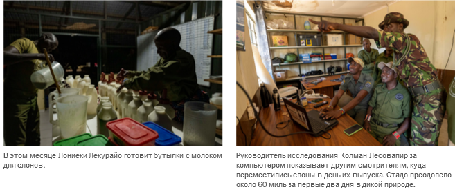 Осиротевшие в младенчестве слоны вернулись в дикую природу со слезами на глазах