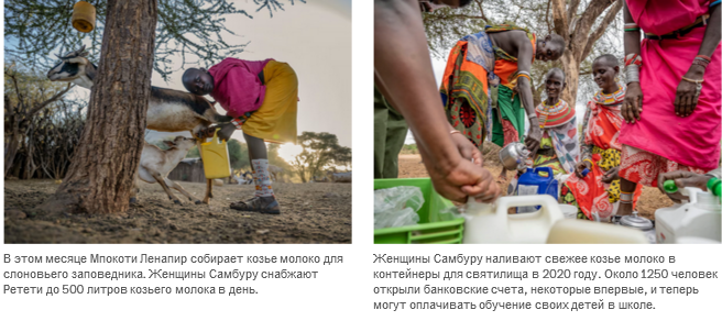 Осиротевшие в младенчестве слоны вернулись в дикую природу со слезами на глазах