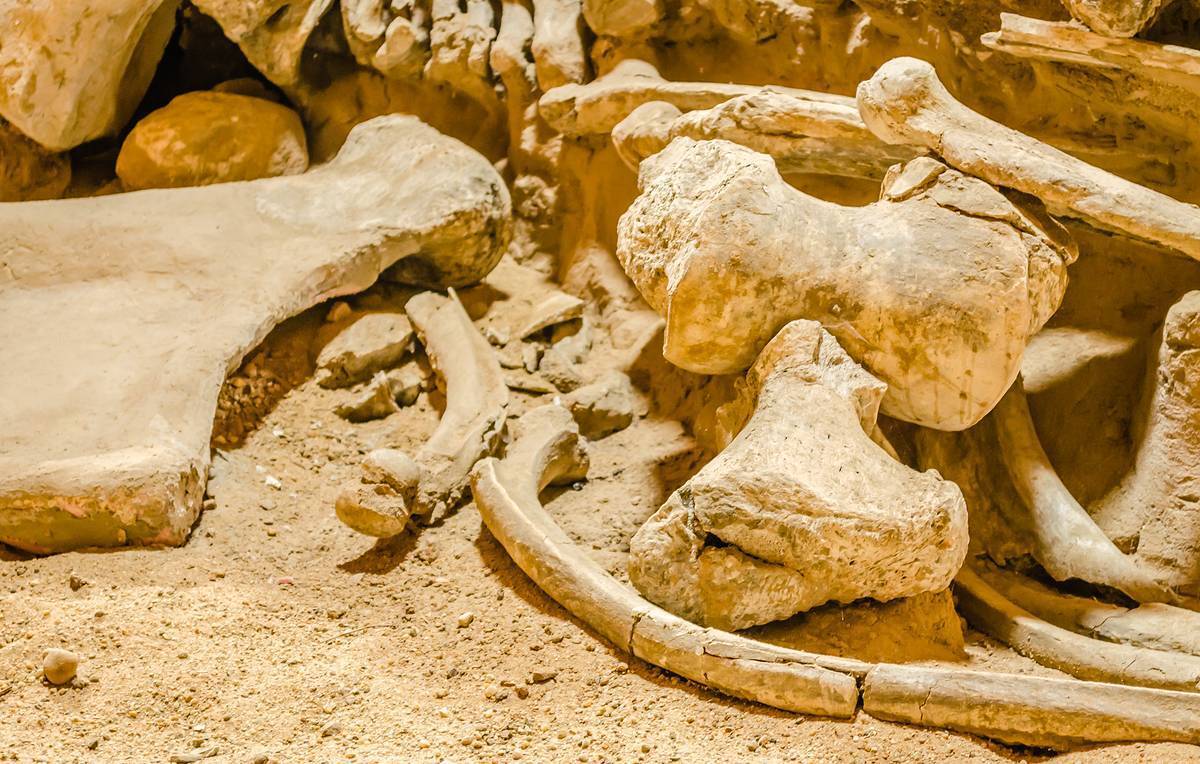 Суровые зимы и плохая вода. Названа неожиданная причина смерти мамонтов