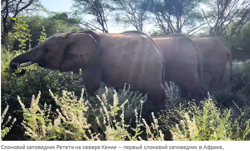 Осиротевшие в младенчестве слоны вернулись в дикую природу со слезами на глазах