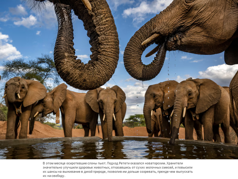 Осиротевшие в младенчестве слоны вернулись в дикую природу со слезами на глазах