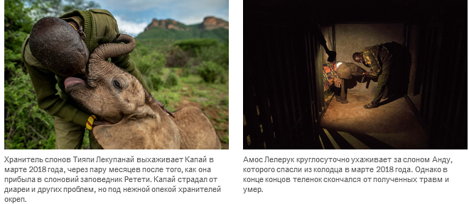 Осиротевшие в младенчестве слоны вернулись в дикую природу со слезами на глазах