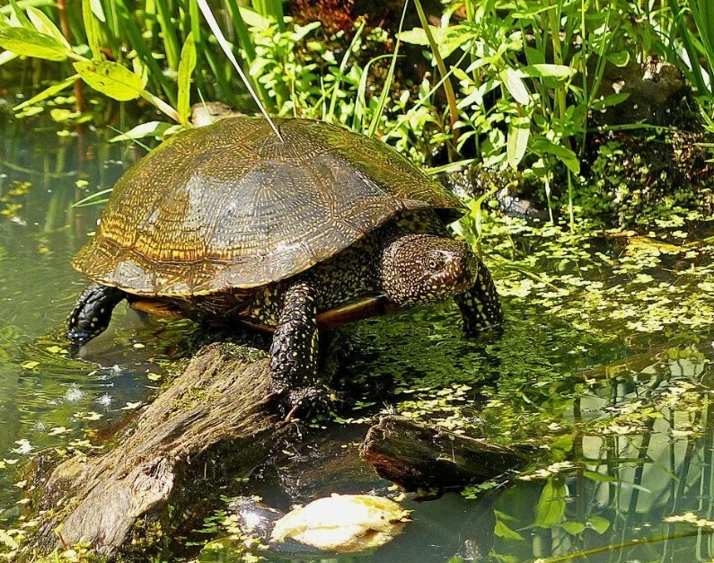 Болотные черепашки.