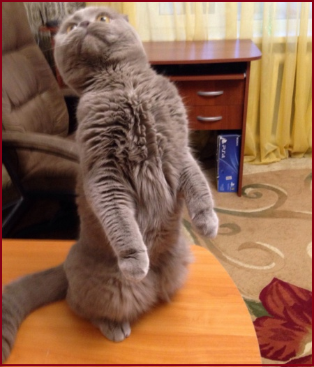 😻Котопозитивчик в День шутки🤗