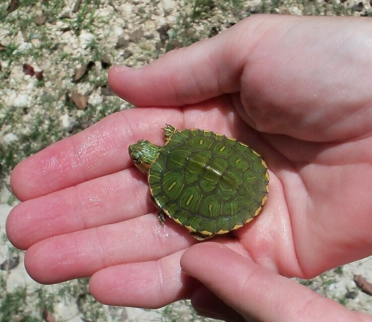 Болотные черепашки.
