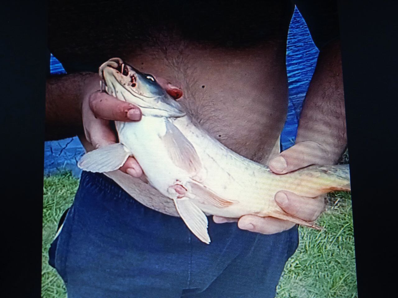 Отличный улов в Анадоль, Волновахский район!!! 15 килограмм зеркального карпа!!!