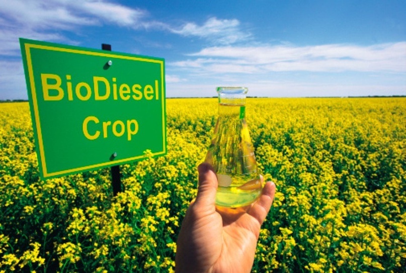 Биотопливо: а нужно ли оно нам?
