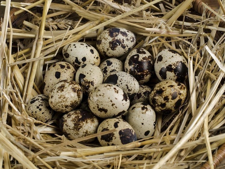 День Мефодия Перепелятника: что нельзя делать 3 июля 2024 года по народному календарю