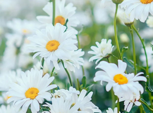 🌺Только для многодетных! Правда ли, что День любви, семьи и верности может стать выходным?