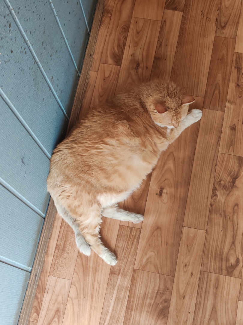 Сухая чистка подушек. Вы о таком слышали? Не нужно выбрасывать старую подушку, ей просто нужно почистить перышки. 🤗