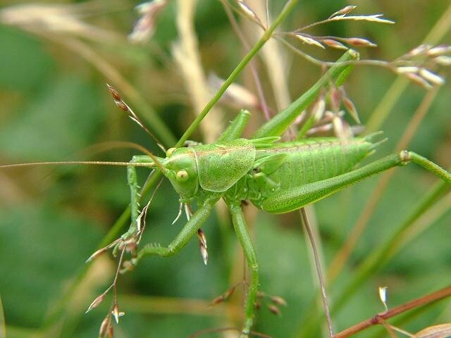 Тополиный пух...Жара...Июль...