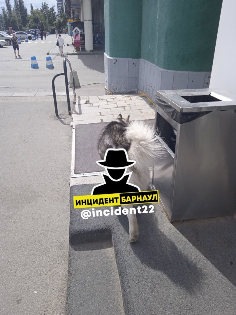 В Барнауле собака с ошейником укусила ребёнка