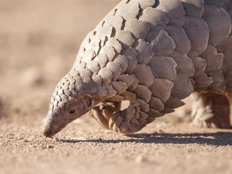 Самые странные животные нашей планеты ТОП-10