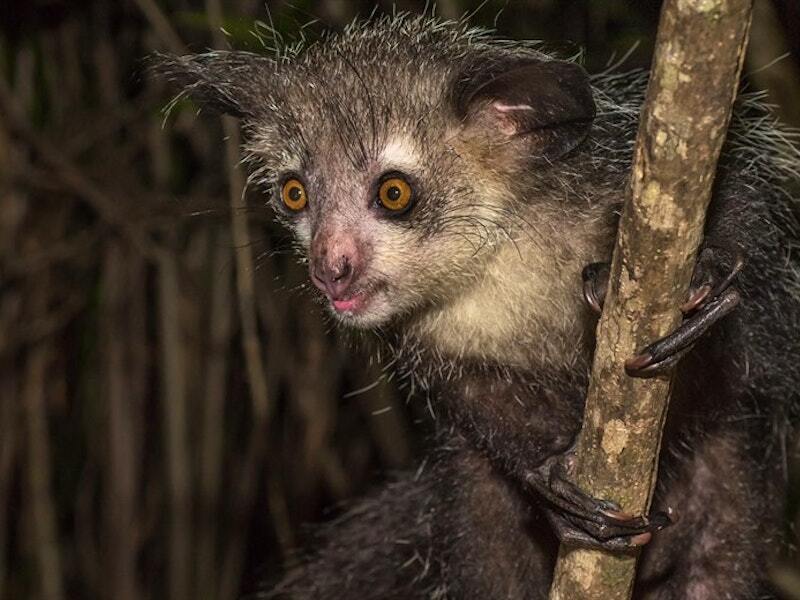 Самые странные животные нашей планеты ТОП-10