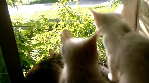 Правда ли, что кошки помогают при сердечно-сосудистых заболеваниях