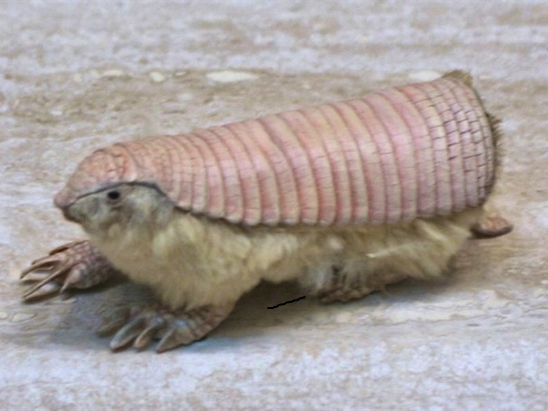 Самые странные животные нашей планеты ТОП-10