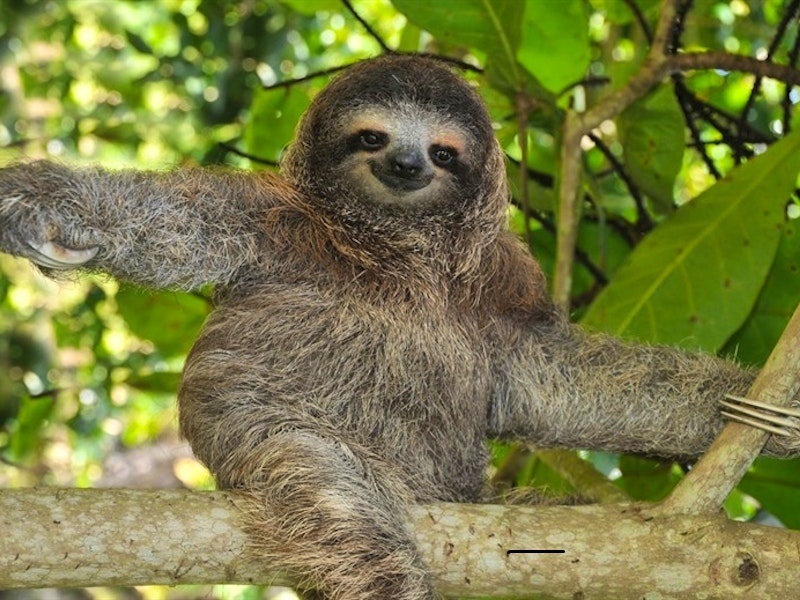 Самые странные животные нашей планеты ТОП-10