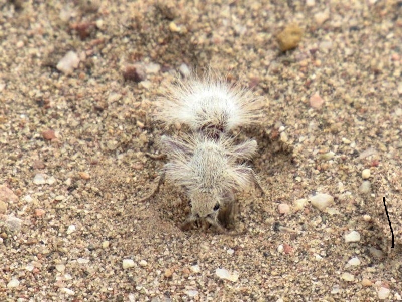 Самые странные животные нашей планеты ТОП-10