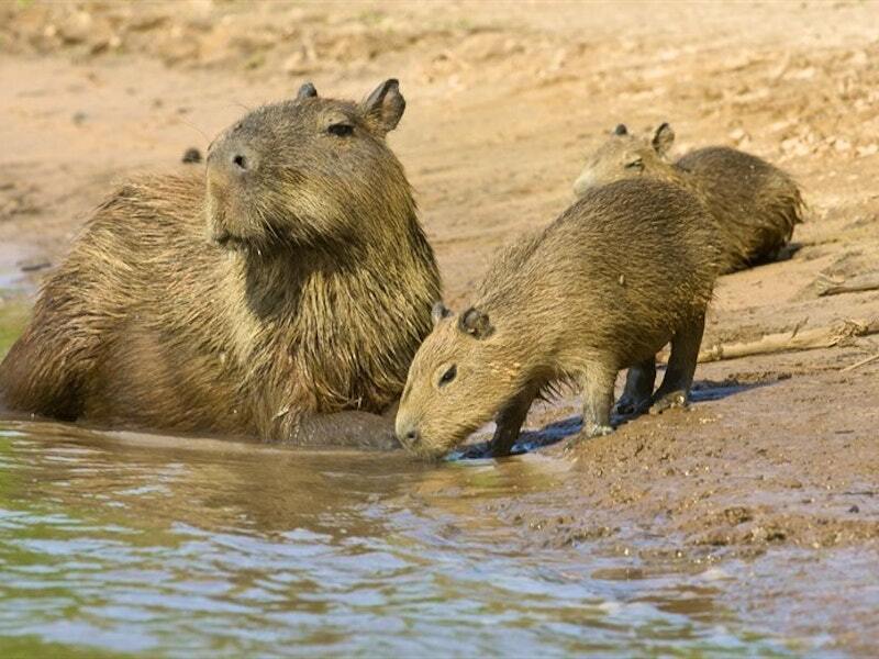 Самые странные животные нашей планеты ТОП-10