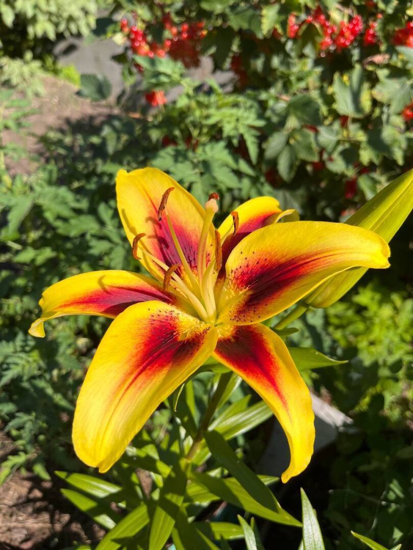 Обращение к старшему поколению. Не имей 100 балалаек, а имей один девайс!