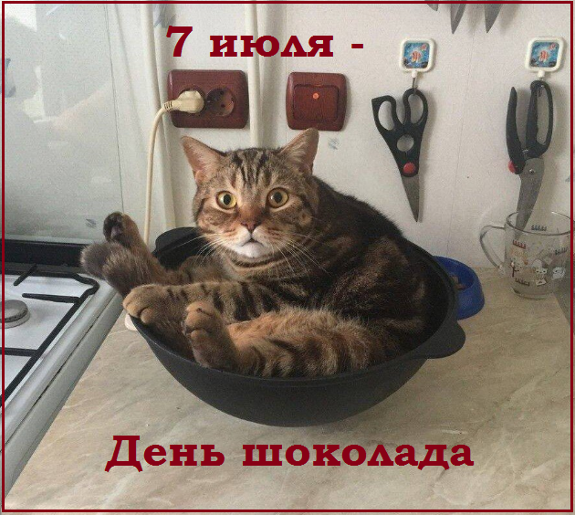 🤗Котопозитивчик пяти праздников❤️