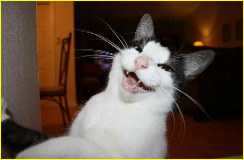 🤗Котопозитивчик пяти праздников❤️