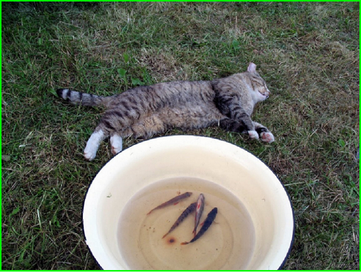 🤗Котопозитивчик пяти праздников❤️