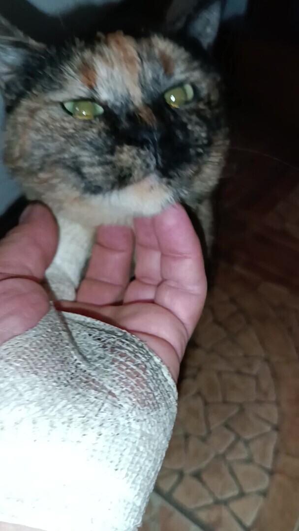 Человек располагающий/ Часть Вторая - "Закон Подлости"/ Драма "Песнь Кассандры". Акт 3. "Кладбище домашних животных?" - "Диагноз"