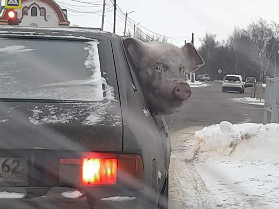 За рулем - свинья! Что за необычное ДТП произошло в Белгородской области
