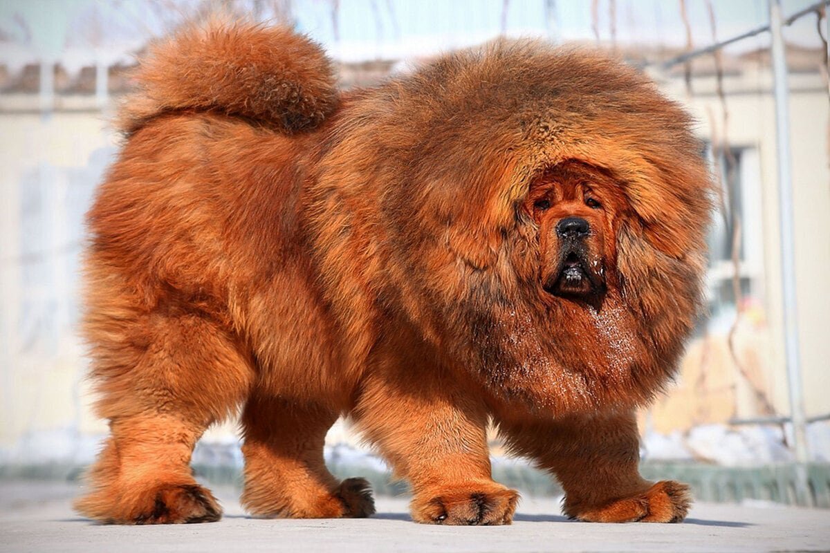 Самые сильные породы собак в мире.
