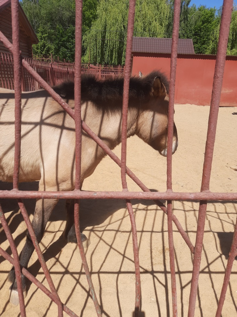 О стрессе, который испытывают животные, особенно в жару