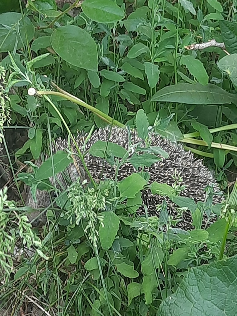 О стрессе, который испытывают животные, особенно в жару