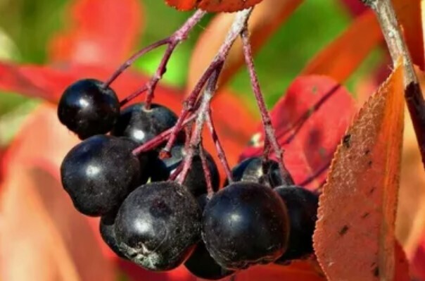 Неожиданно: Какая ягода является самой полезной для сосудов? Список ТОП-5. Вы удивитесь