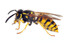 Чей укус опаснее для человека — пчелы или осы?