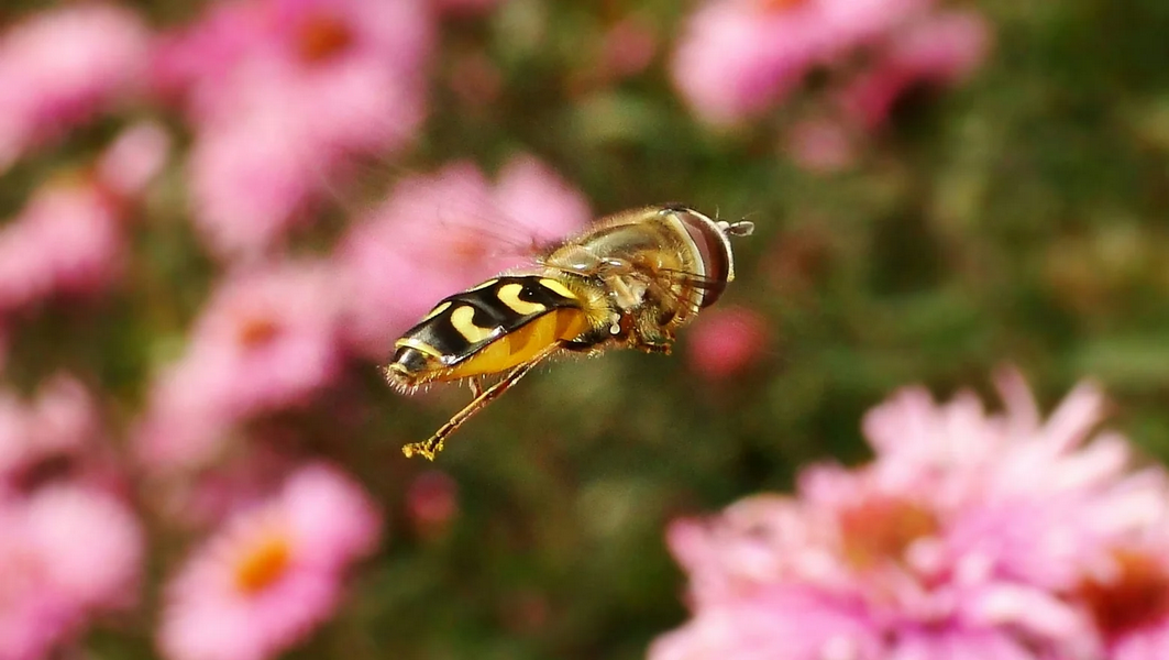 Чей укус опаснее для человека — пчелы или осы?