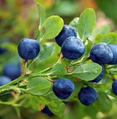 Неожиданно: Какая ягода является самой полезной для сосудов? Список ТОП-5. Вы удивитесь