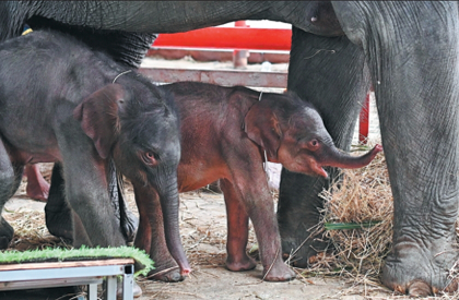 Тайская слониха родила уникальных близнецов