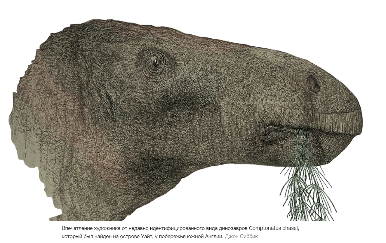 Самая полная окаменелость динозавра в Великобритании за столетие выявила новые виды