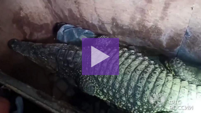 В КНР задержали пытавшегося ввезти в брюках более 100 редких змей