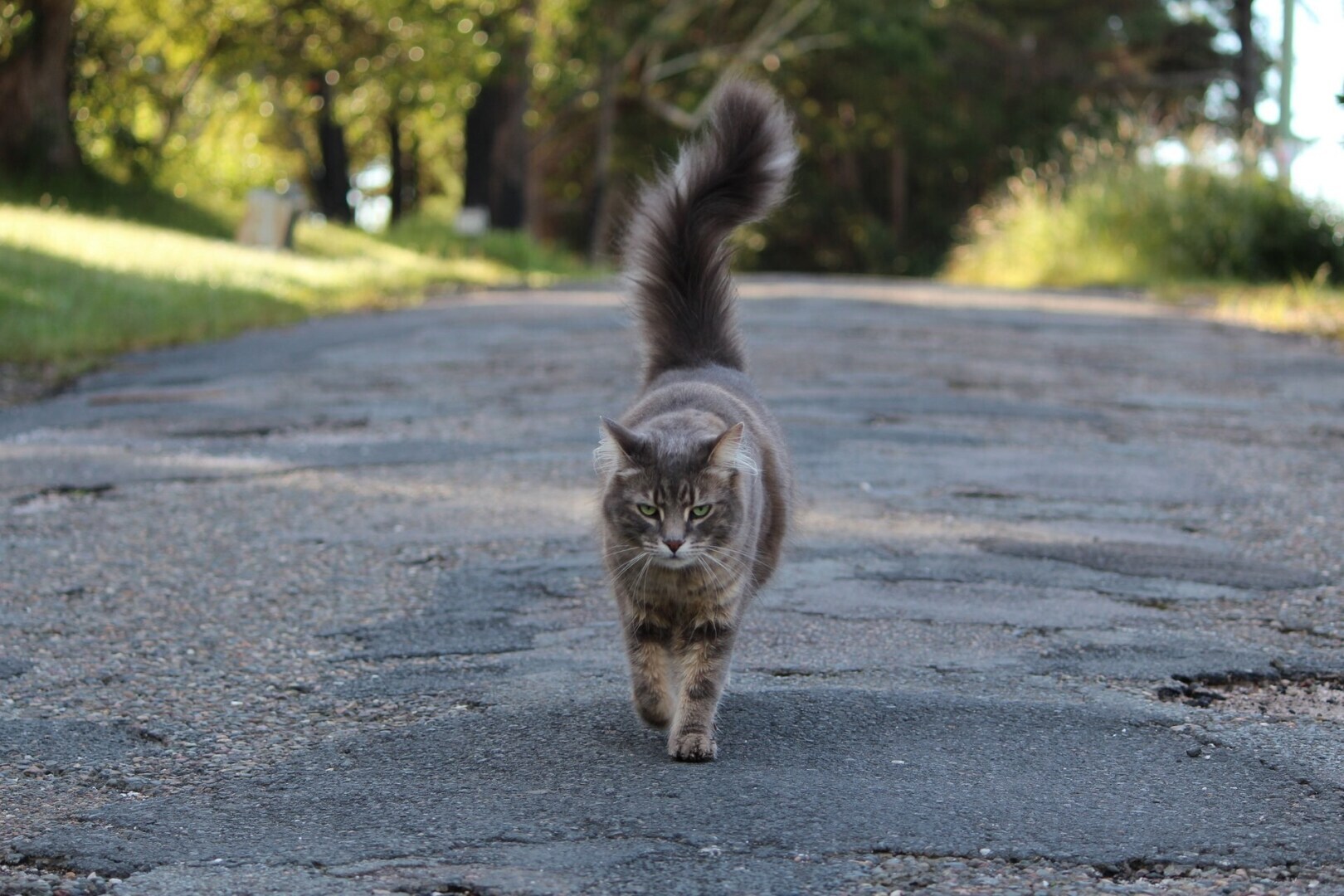 Если вы сбили кошку, или нашли сбитого кота возле дороги… Что делать?